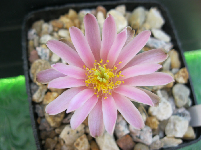 E. knipelianus - Echinocerei