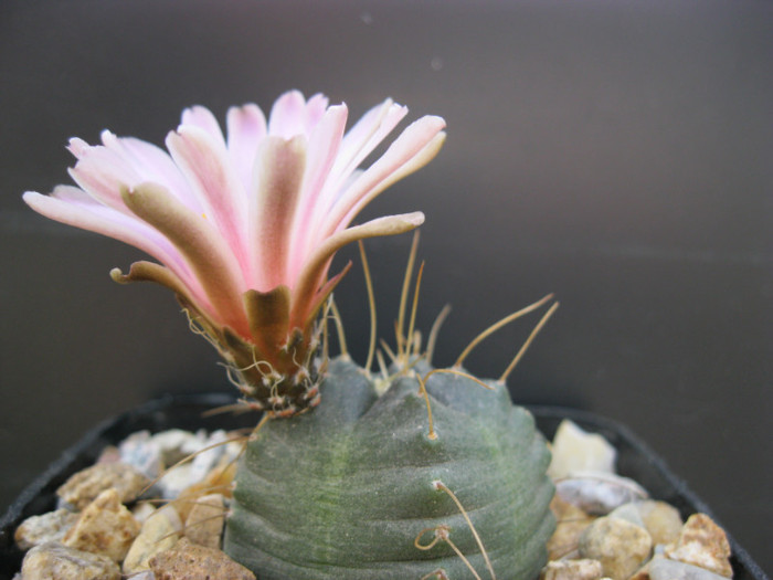 E. knipelianus - Echinocerei