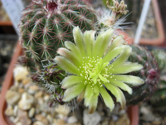 E. viridiflorus - Echinocerei