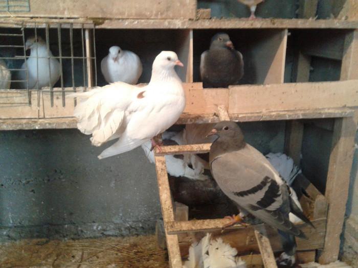 2012-04-20 19.56.38 - voiajori