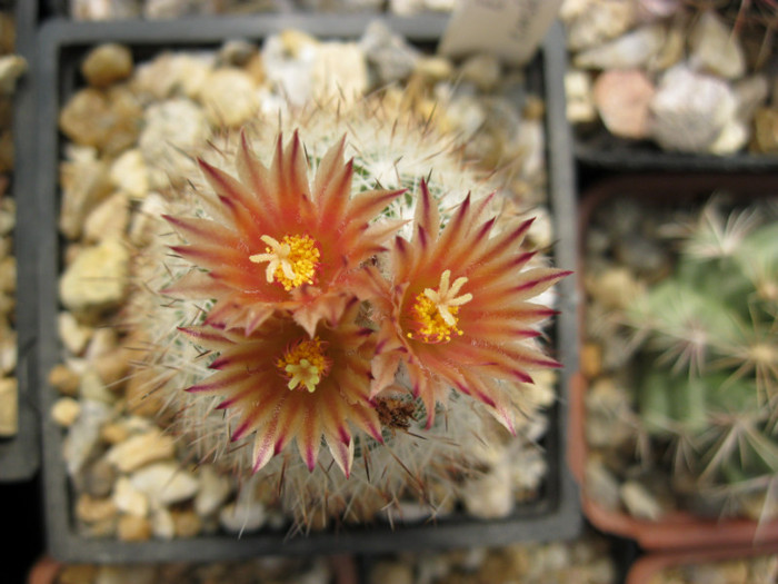 Escobaria emscoteriana - Coryphantha-Esco