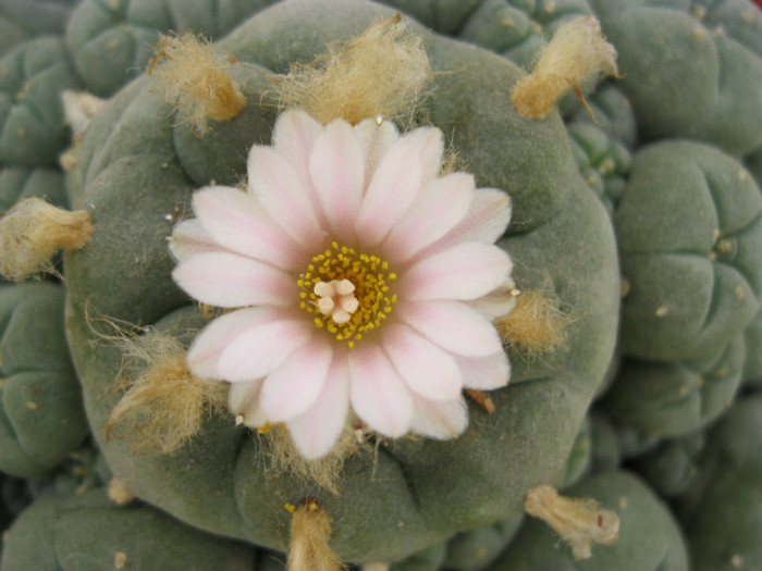 L. williamsii v.caespitosa - Lophophora