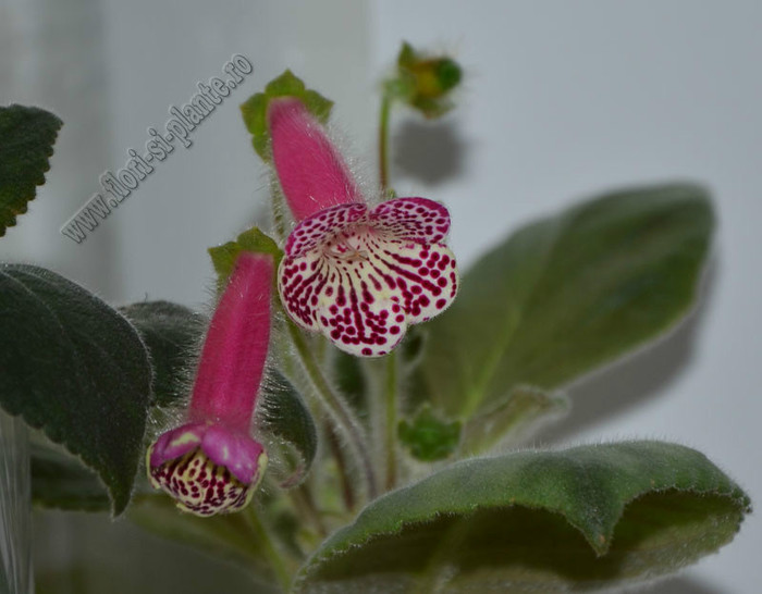 Kohleria Grace - KOHLERIA II