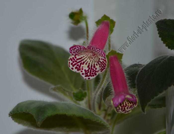 Kohleria Grace - KOHLERIA II