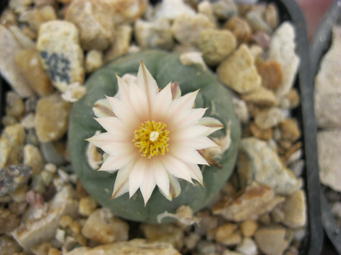 L. williamsii - Lophophora