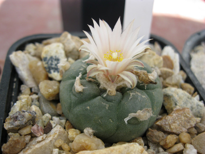 L. williamsii - Lophophora