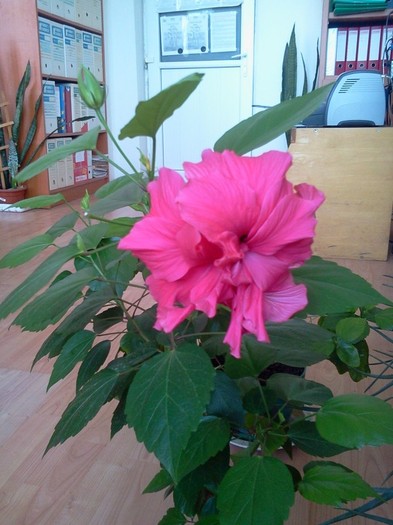 10.05.2012 - flori - trandafir chinezesc