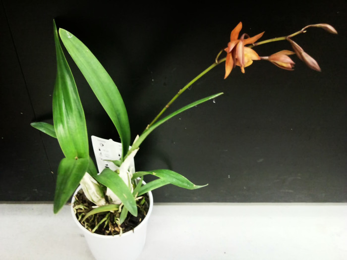 Photo1344 - cattleya