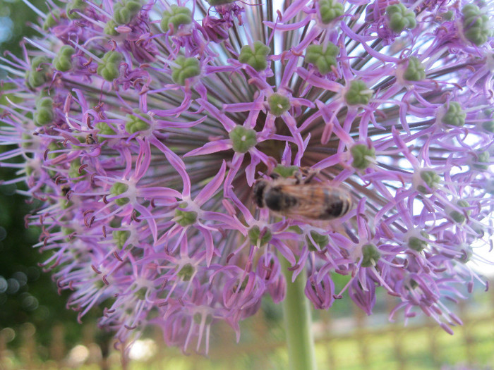 13.03.12 - Allium christophii-12