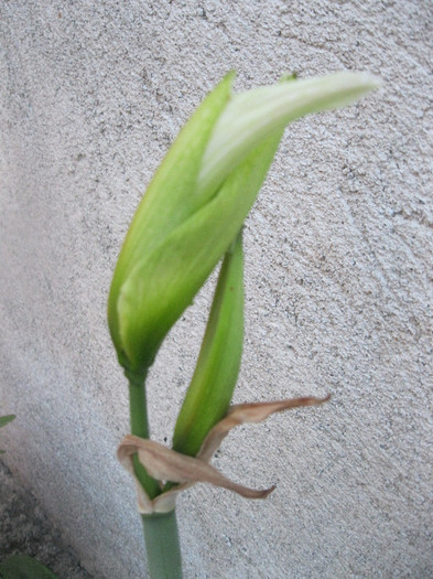 lemon cu boboci - Amaryllis-12-13