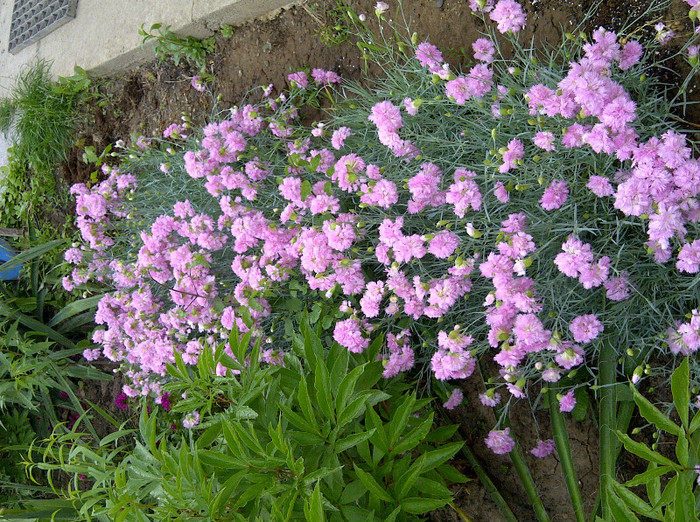 garofite - flori de gradina 2012