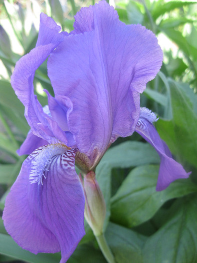 IRIS germanica - BLUE RHYTHM - IRISI-12