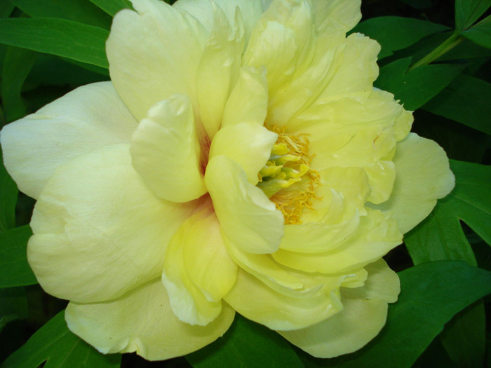 DSC09276 - Bujori 2012
