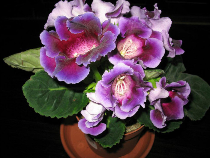 Violacea