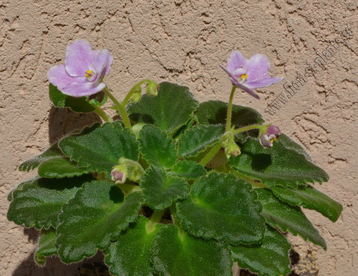 Saintpaulia Midnight Treasure sport; 2012
