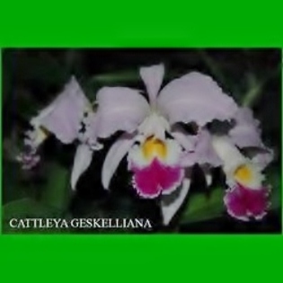 Poza cultivatorului - Cattleya