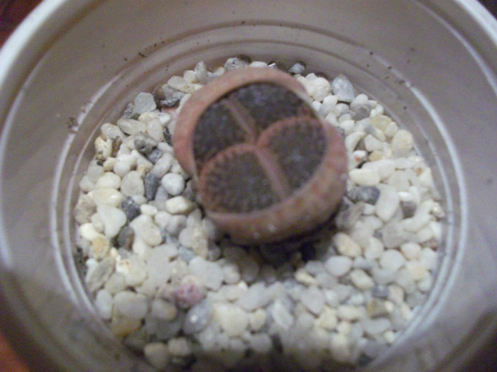 Picture 001 - Lithops