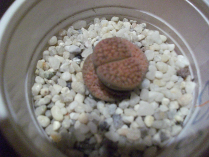 Picture 003 - Lithops