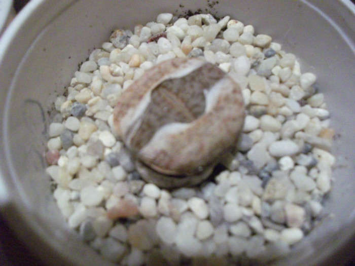 Picture 004 - Lithops