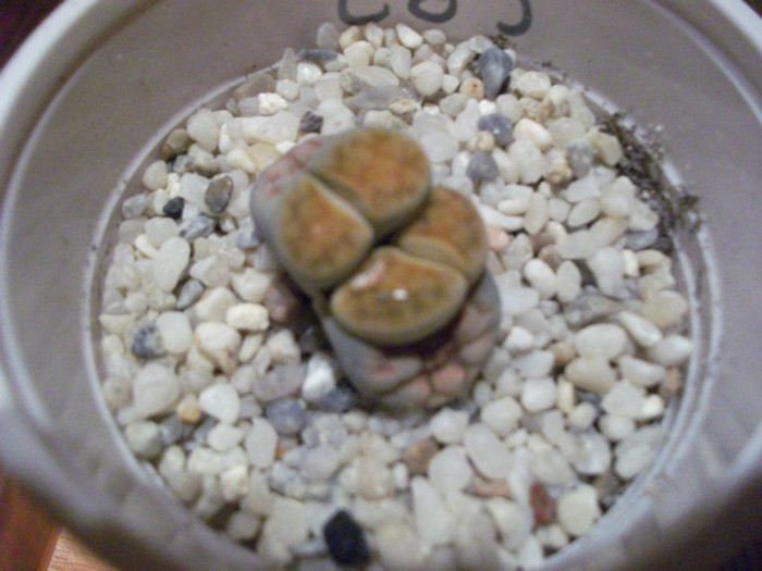 Picture 005 - Lithops
