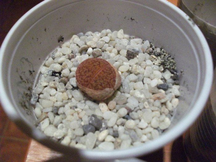 Picture 006 - Lithops