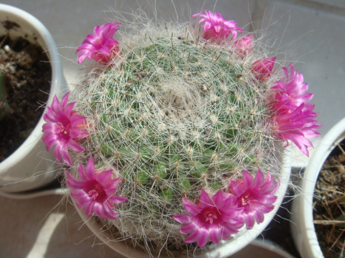 Mammilaria - Alte floricele frumoase 2012-2013