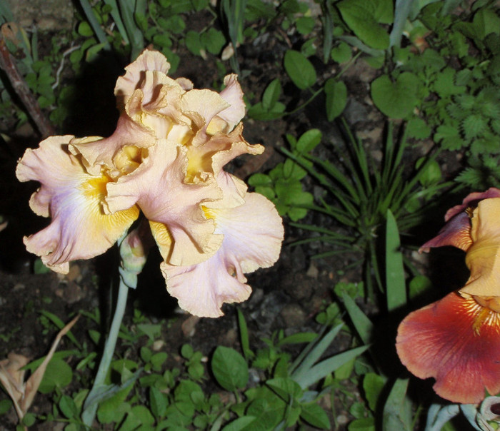iris cu floare blonda-creata - Lalele-irisi-pansele