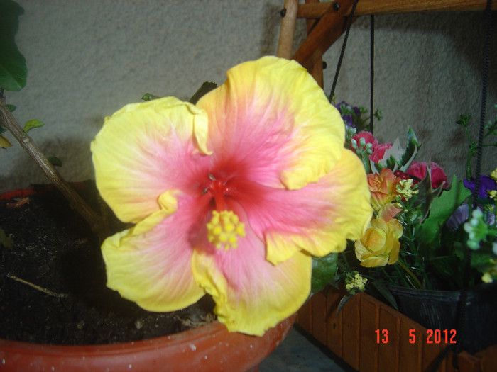 poze 540 - 09-2012-HIBISCUS