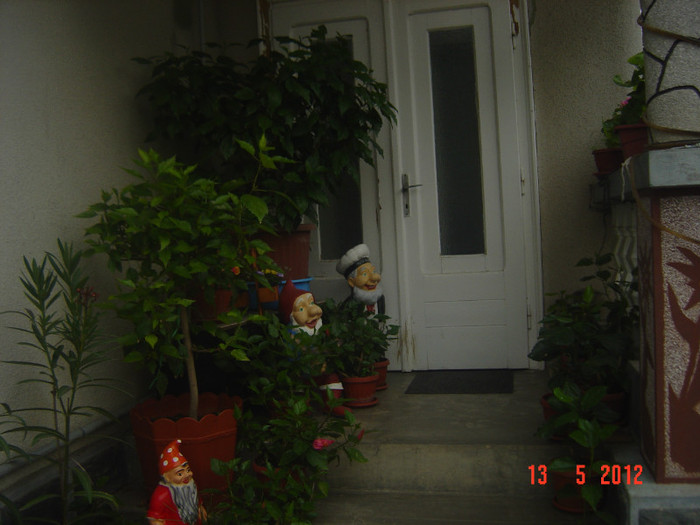 poze 538 - 09-2012-HIBISCUS