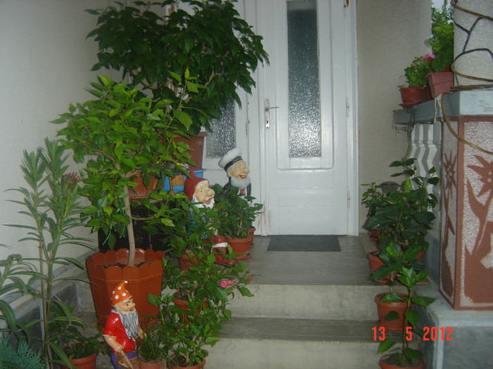 poze 539 - 09-2012-HIBISCUS