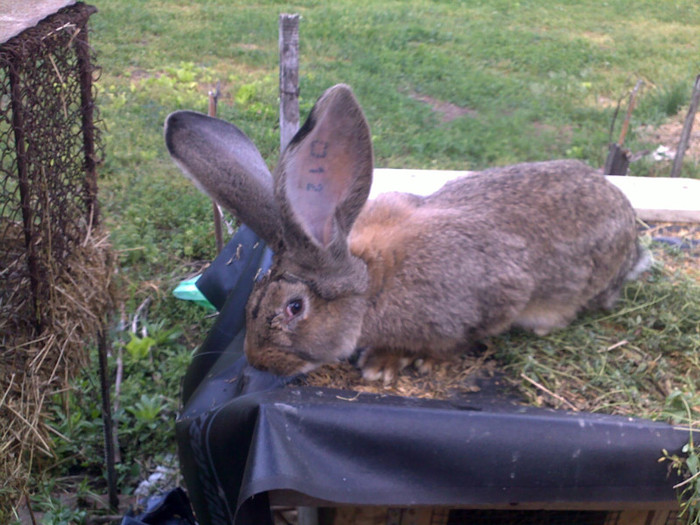 mascul la 4 luni 5.200 kg; peste 20cm urechile lungime late de 12 cm
