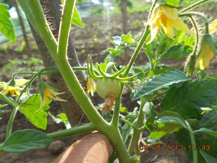 DSCN2909 - Tomate 2012