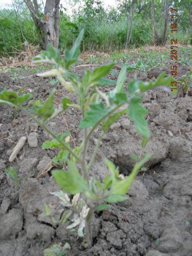 Variegated - Tomate 2012