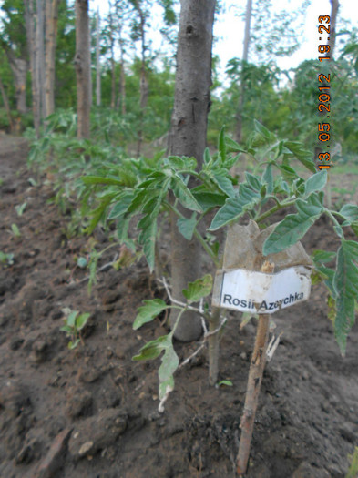 Azoychka - Tomate 2012