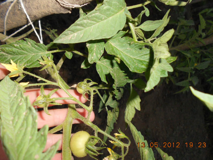 DSCN3096 - Tomate 2012