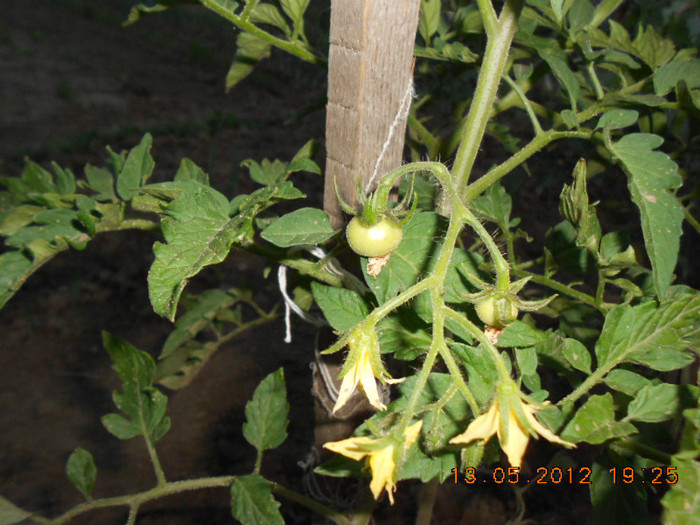 DSCN3104 - Tomate 2012