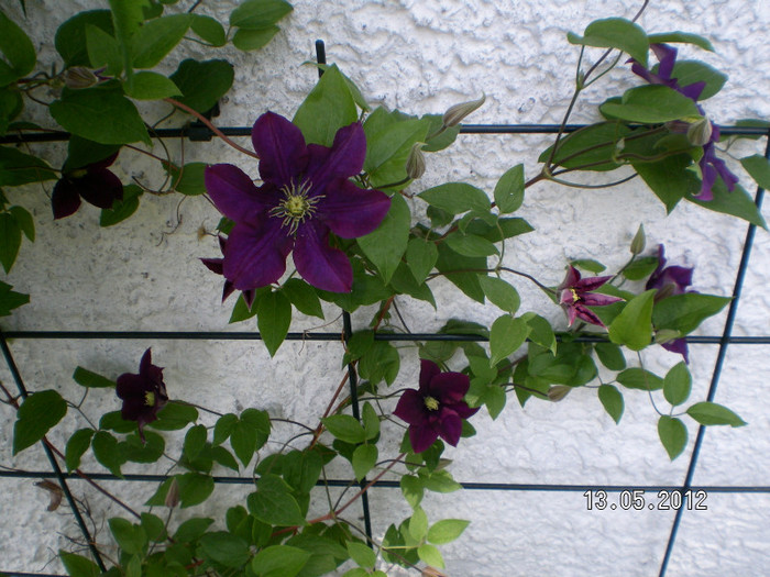 clematis - 2012 LA GRADINA