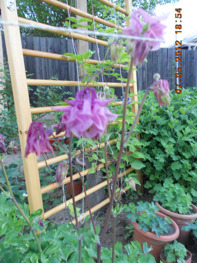 DSCN2820 - Clematis 2012