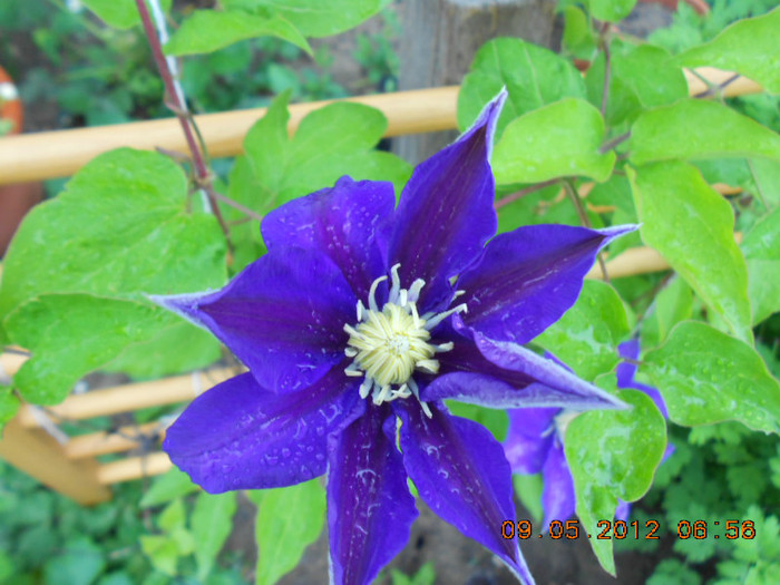 DSCN2832 - Clematis 2012