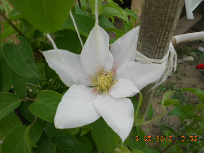 Andromeda - Clematis 2012