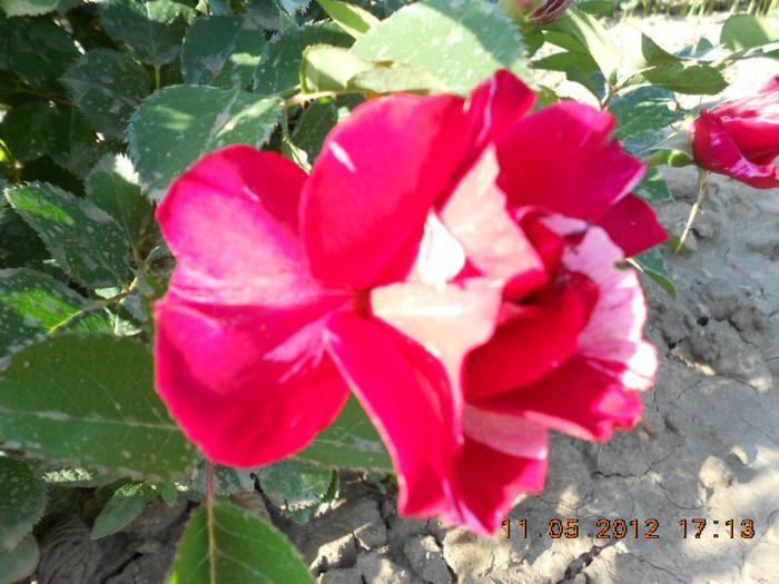 DSCN2963 - Trandafiri 2012