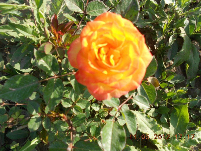 pitic - Trandafiri 2012