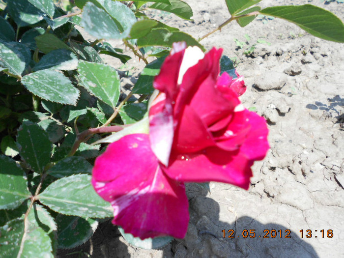 DSCN3004 - Trandafiri 2012