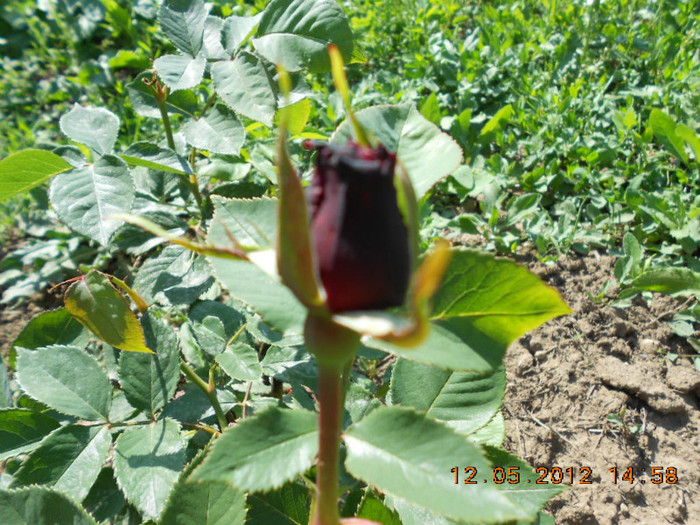 Black Baccara-Lottum