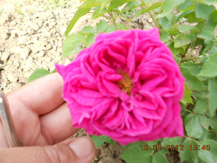 Rose de Resht - Trandafiri 2012