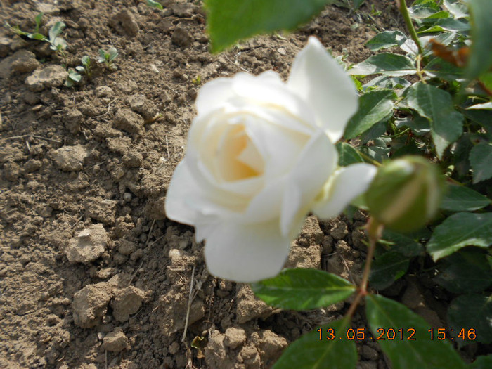 DSCN3025 - Trandafiri 2012