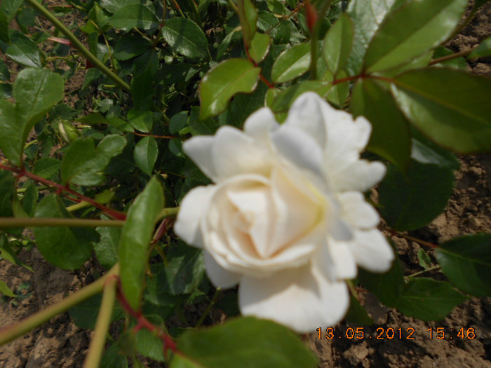 DSCN3026 - Trandafiri 2012