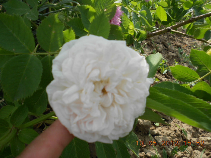 DSCN3051