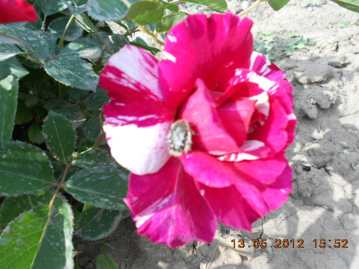 DSCN3054