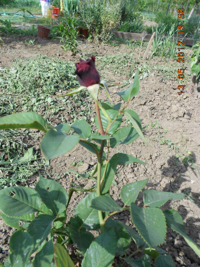 Black Baccara